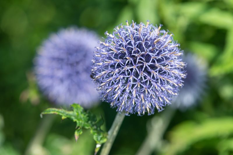Prickly Globe Thistle