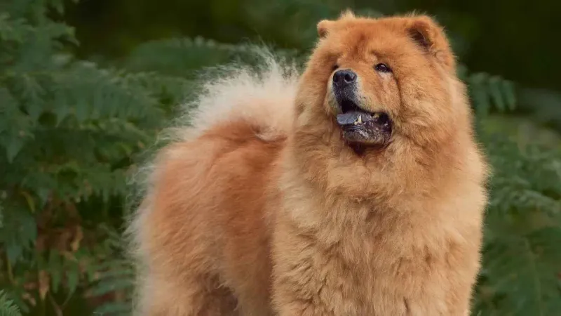 Headstrong Chow Chows