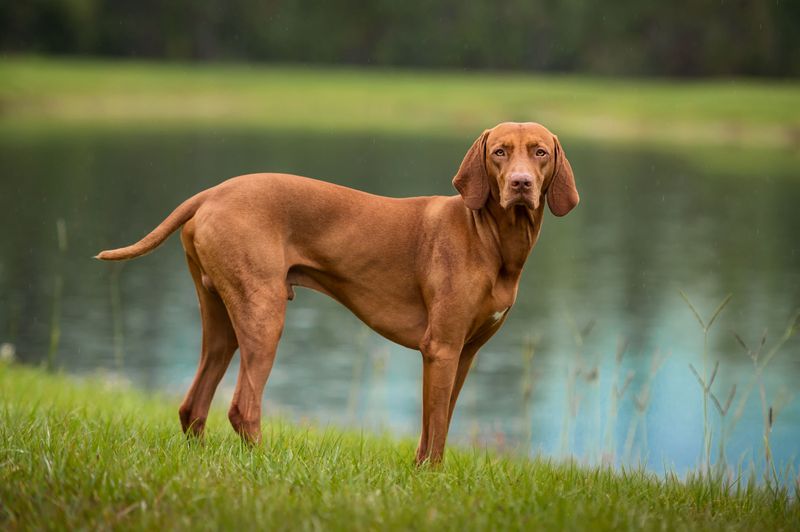 Endless Runners: Vizslas