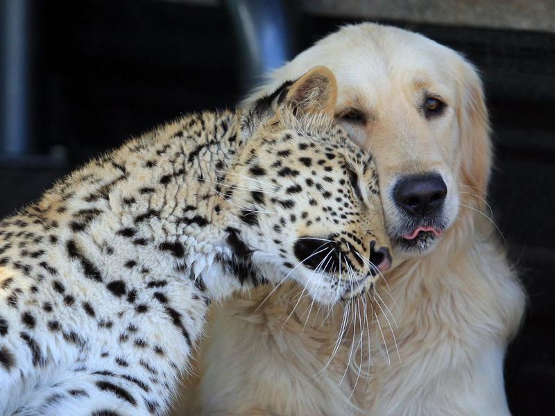 Friendship Across Species Boundaries