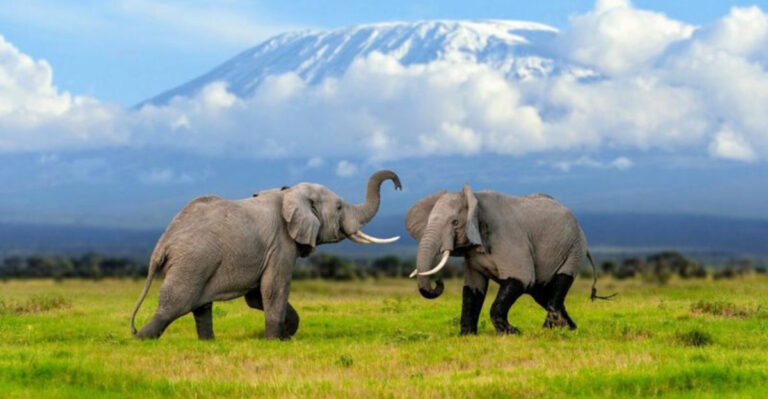 Study Shows Animals Form Deep, Lasting Friendships Like We Do