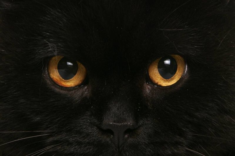 Mysterious Copper Eyes