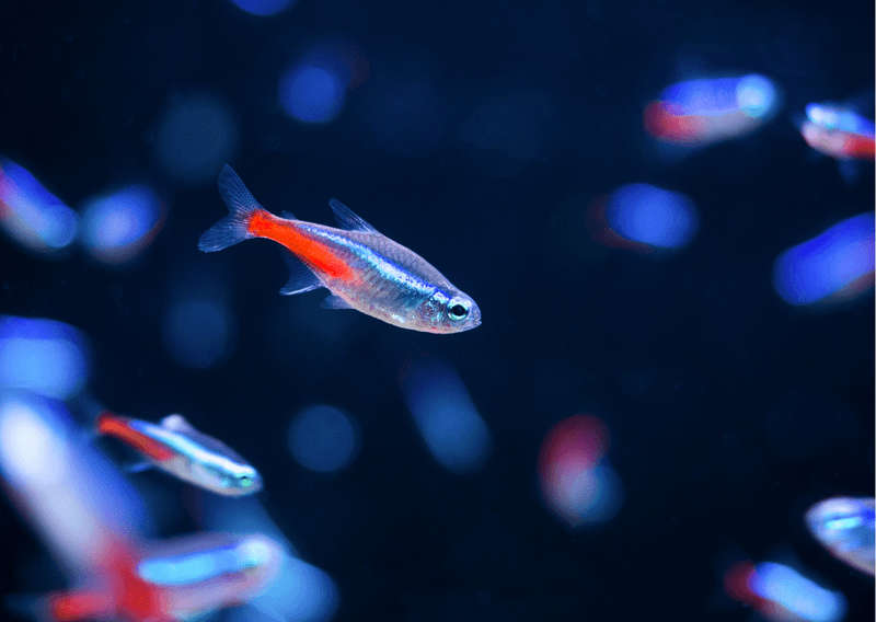 Neon Tetras - Tropical Lightshows