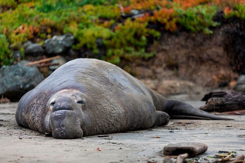 Armored Torpedo: The Elephant Seal
