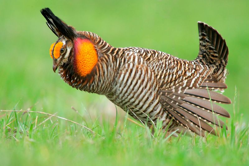 Prairie Dancer On The Edge