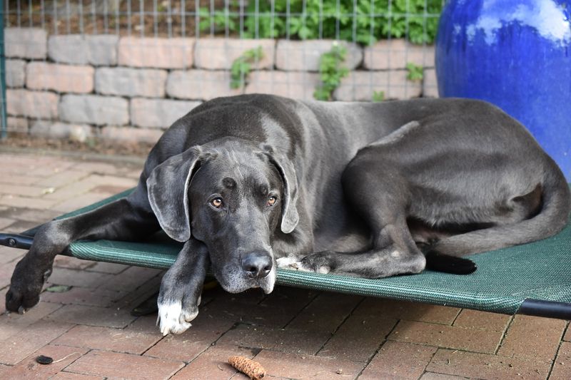 Thoughtful Companions: Great Danes