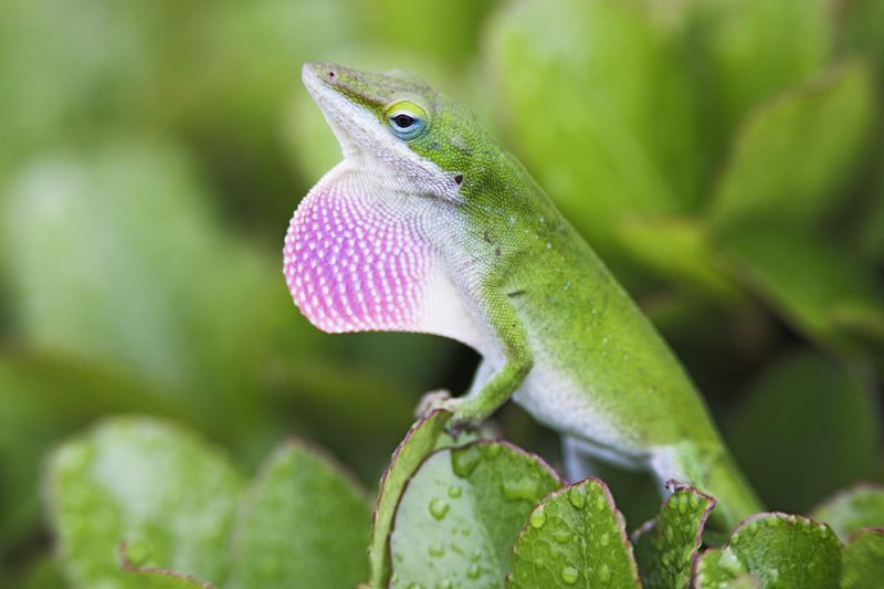 Moisture-Harvesting Experts: Green Anoles