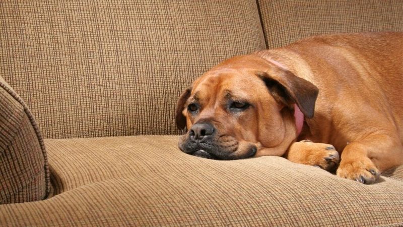 Lethargy And Fatigue