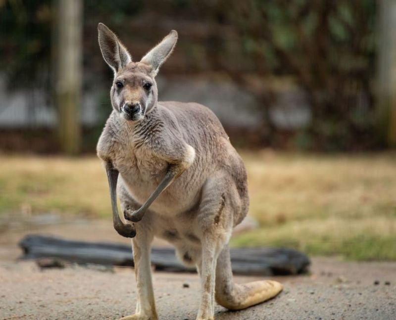 Red Kangaroo: The Iconic Aussie Hopper