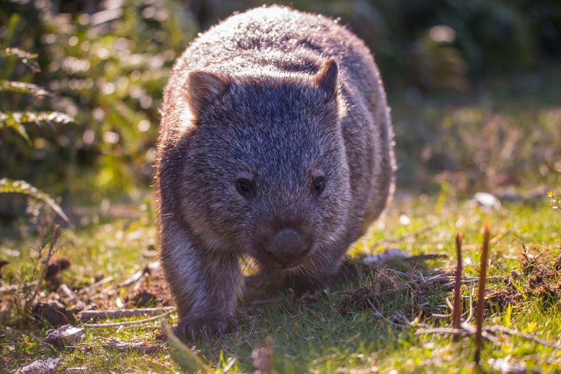 Wombat