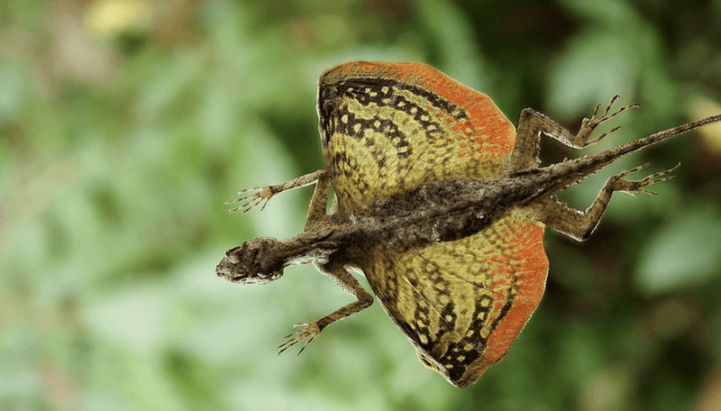 Flying Dragon Lizard