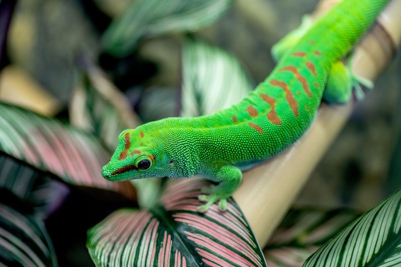 Giant Day Gecko