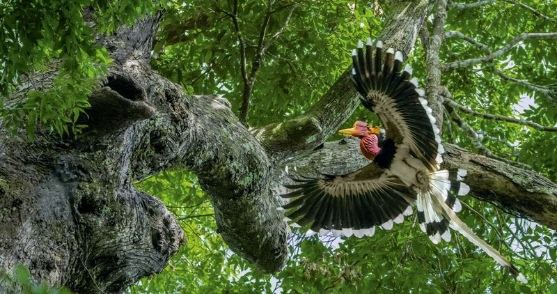 Helmeted Hornbill