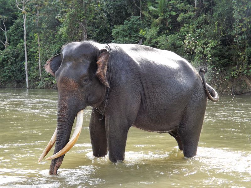 Sumatran Elephant