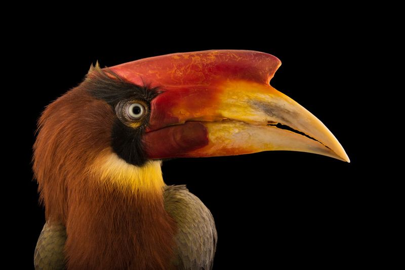 Rufous-headed Hornbill