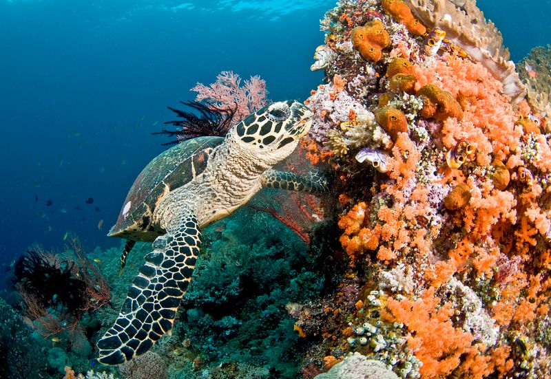 Hawksbill Sea Turtle: Swimming Through Time