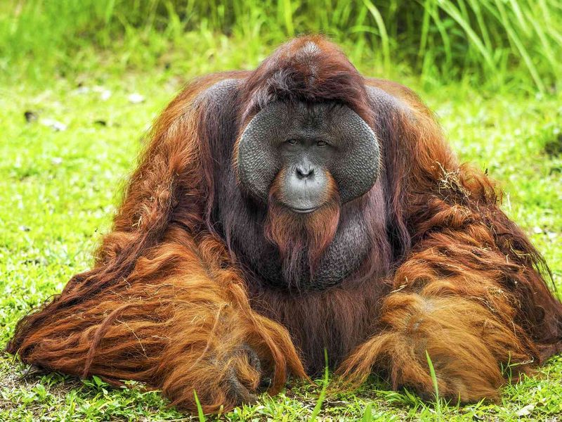 Bornean Orangutan