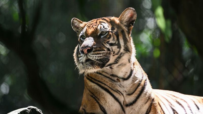 Malayan Tiger