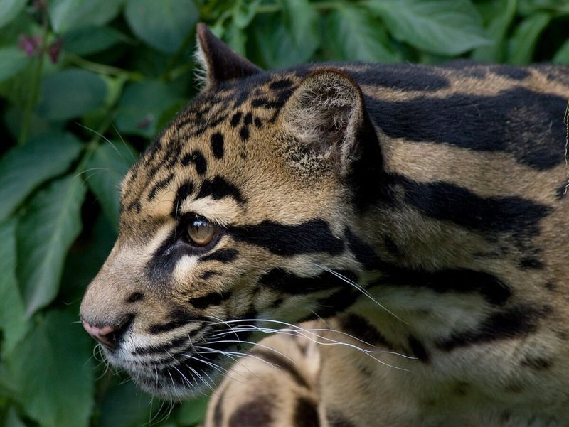 Borneo Clouded Leopard