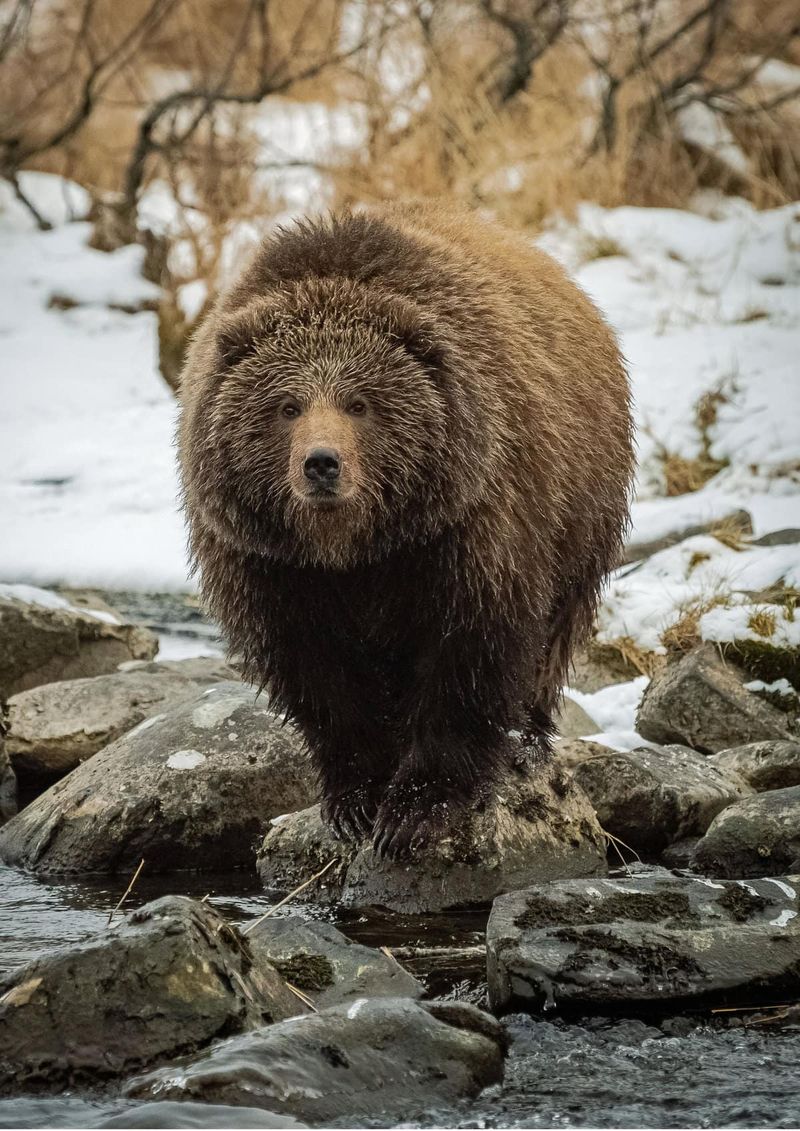 Kodiak Bear