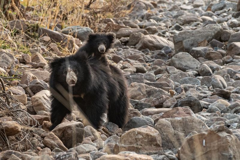Sloth Bear