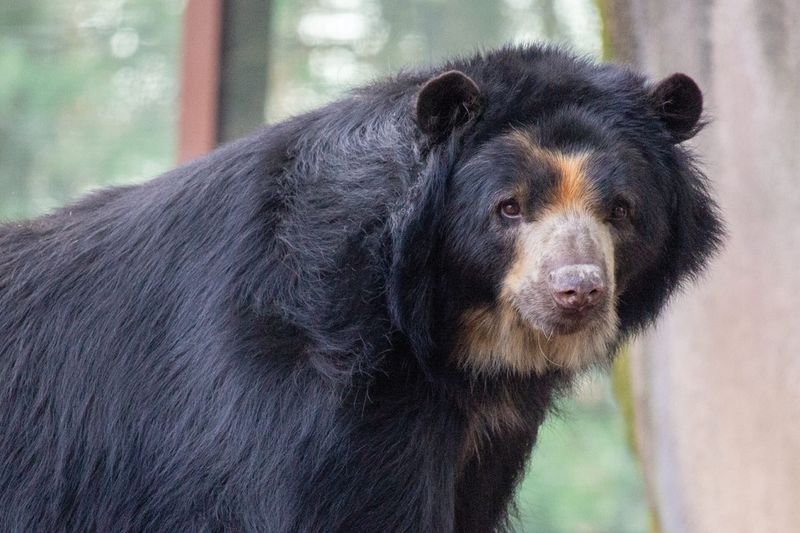 Andean Bear (Tremarctos ornatus)