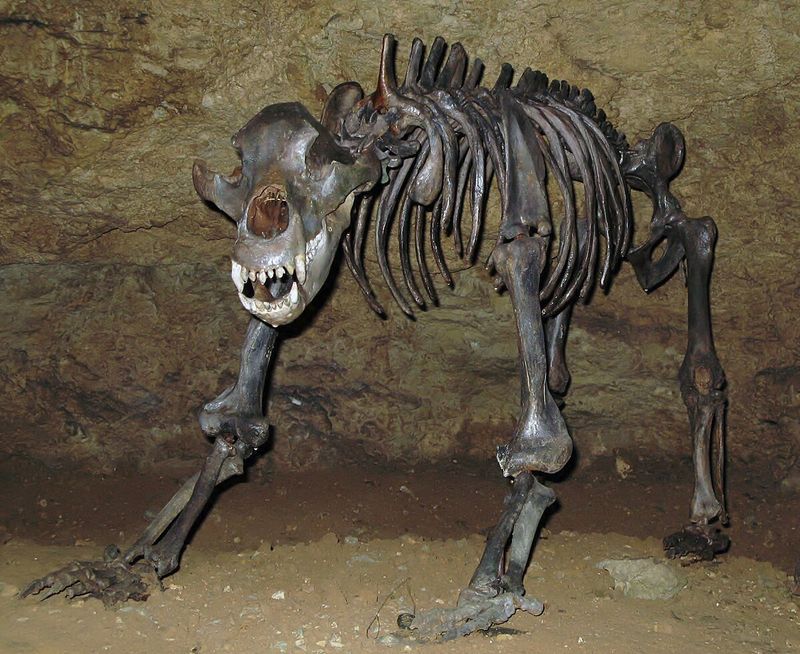 The Cave Bear