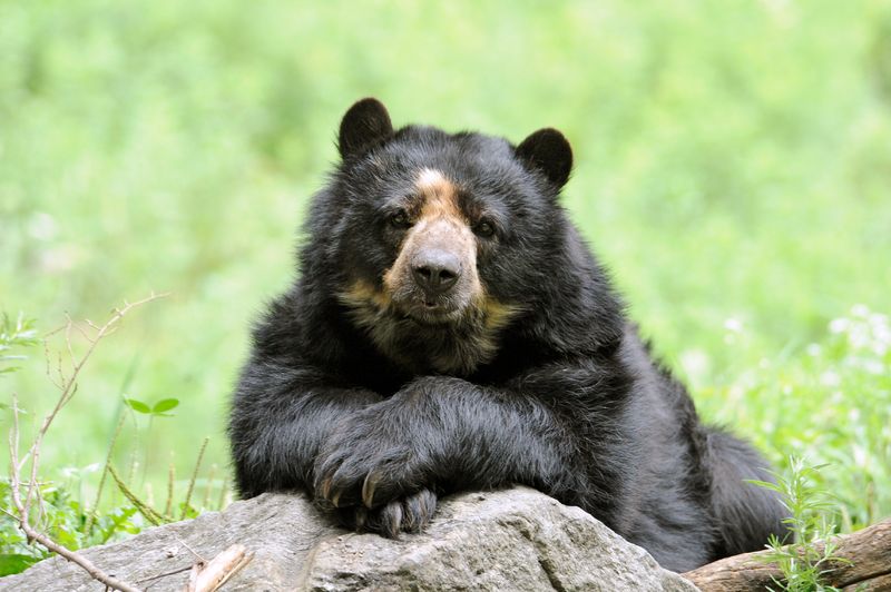 Andean Bears: Elusive Mountain Dwellers