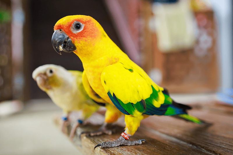 Sun Conure