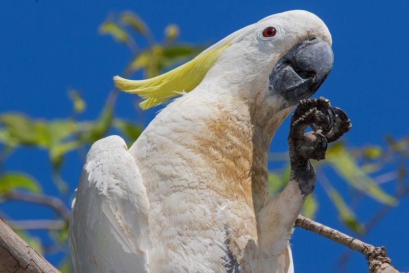Cockatoos