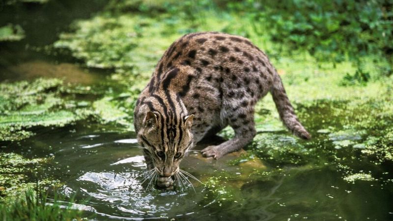 Fishing Cat