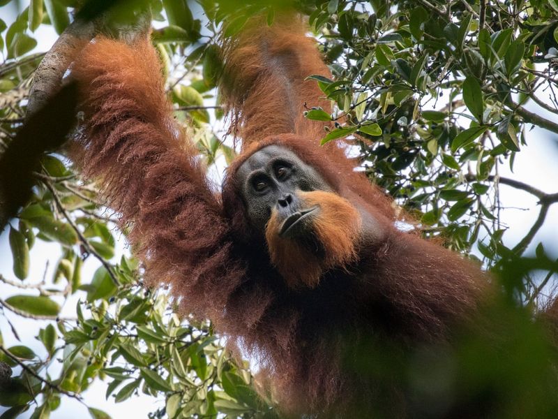 Tapanuli Orangutan