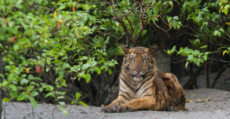 Sundarbans Tigers: The Swimming Predators Of The Mangroves