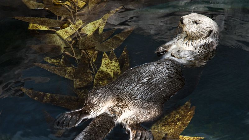 Sea Otters: Floating Tool-Users