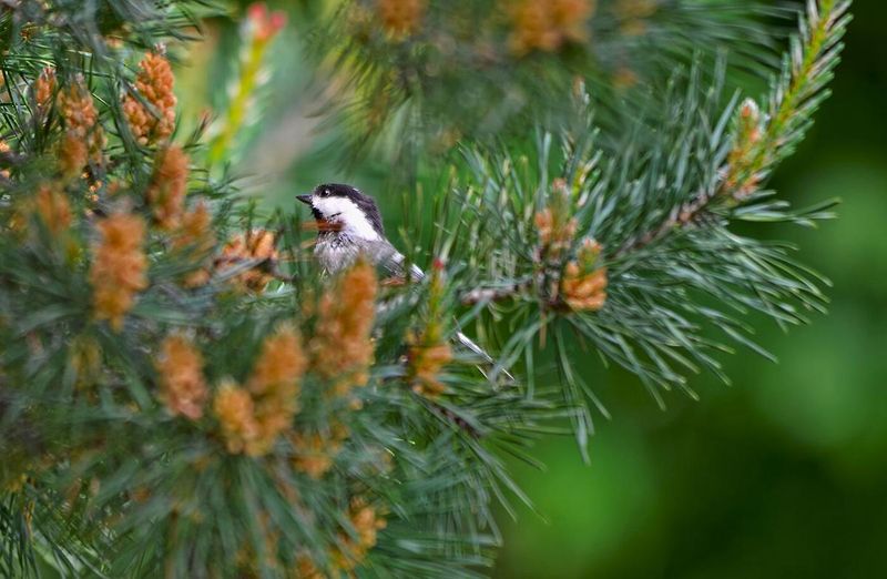 Coniferous Trees