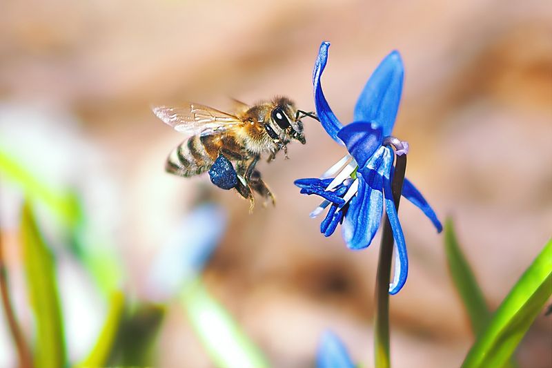 Borage: The Blue Star Surprise
