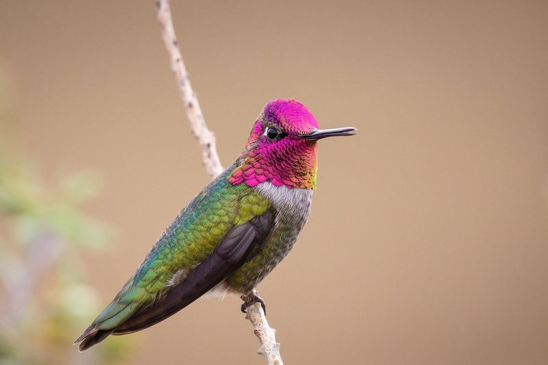 Reflective Anna's Hummingbirds