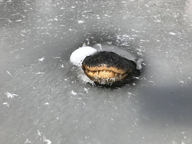 Surprising Cold-Weather Adaptations