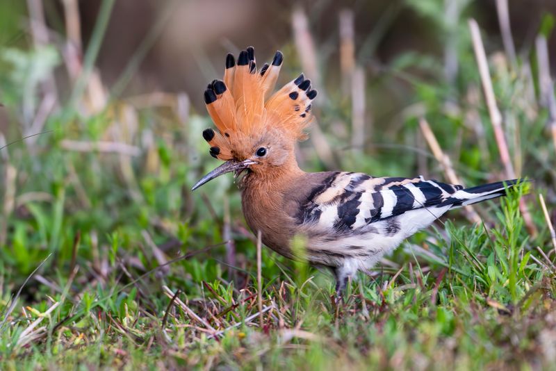 Hoopoe's Rockstar Mohawk