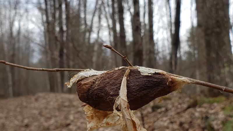 Nature's Silk Spinners