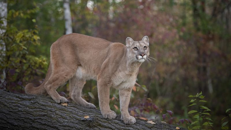 Avoid Using Rodenticides