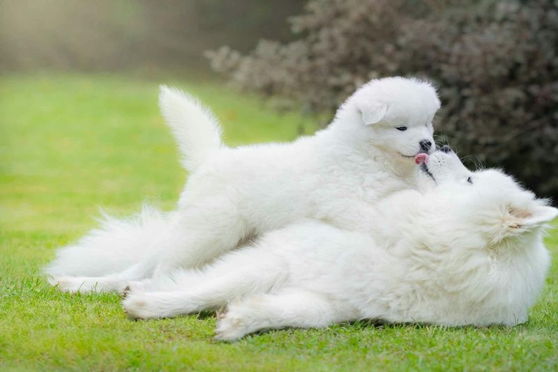 Respect The Resident Dog