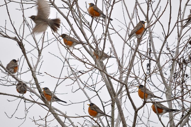Territorial Behavior Shifts