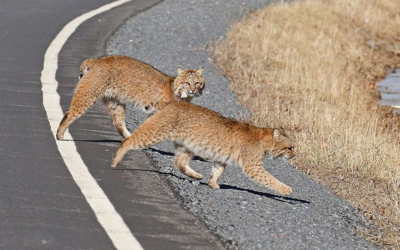 Drive Carefully In Wildlife Areas
