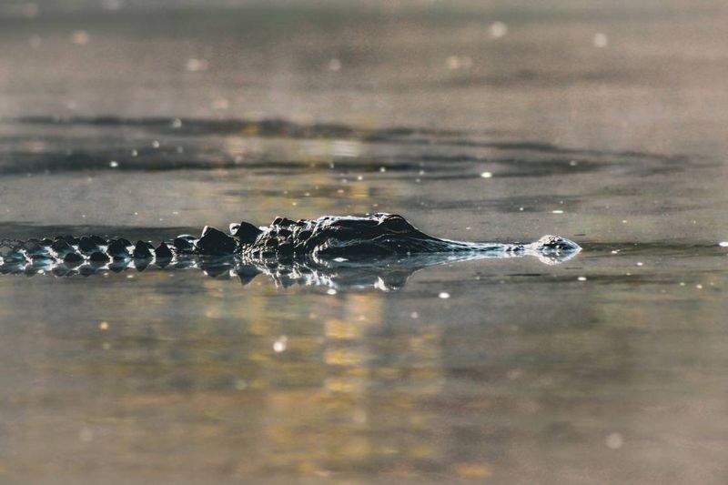 Man-Made Warm Water Discharges Create Havens