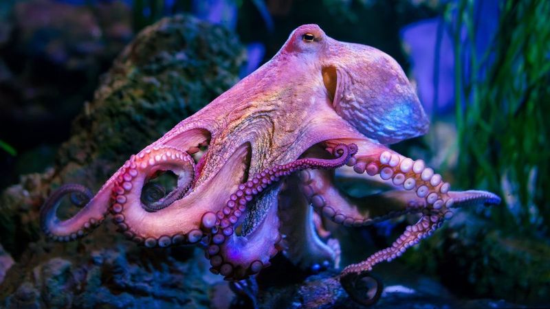 Underwater Einsteins: Octopuses