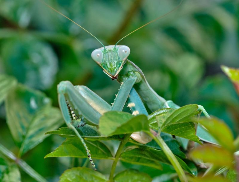 Chemical-Free Pest Control Capabilities