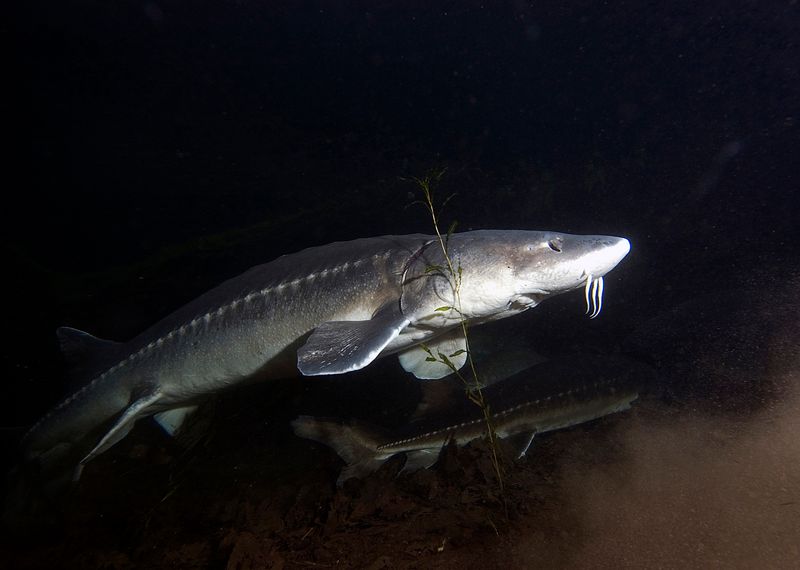 High-Tech Fish Research