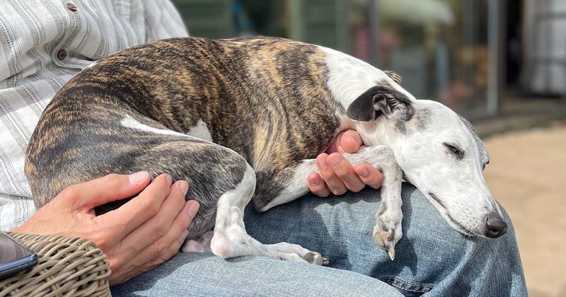Heart-Stealing Snugglers