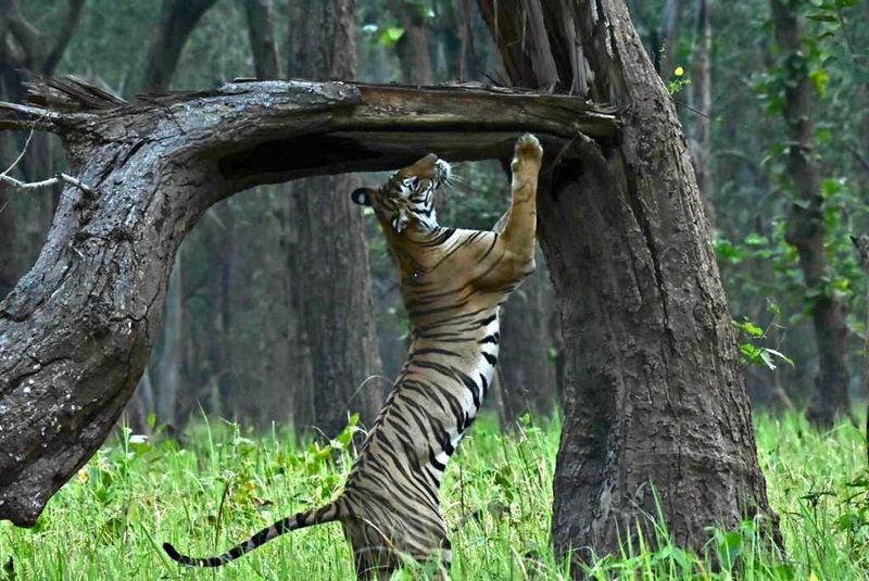 Territorial Dominance Display